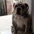 Denis1988